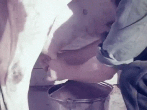 Milking Cow GIF
