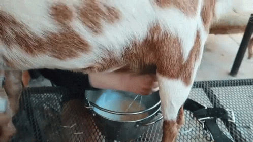 Milking Lydia Wolford GIF. This 498 x 280 animated GIF is part of our cow milk collection. Related themes include goat. Created by weedemandreap. View the…