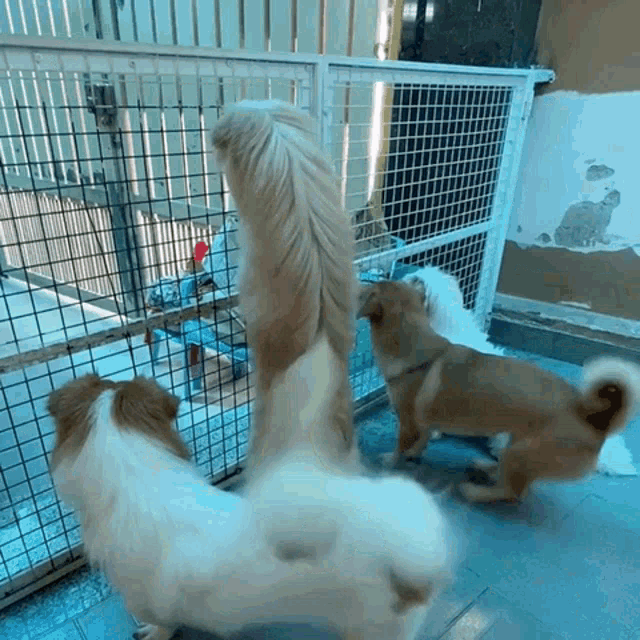 Milkngo Milkco GIF