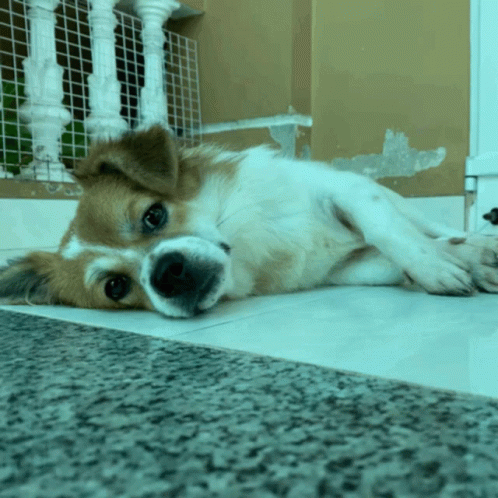 Milkngo Ngocnghech GIF. This 498 x 498 animated GIF is part of our cow milk collection. Created by huynhphithienly. View the original animation, share it…
