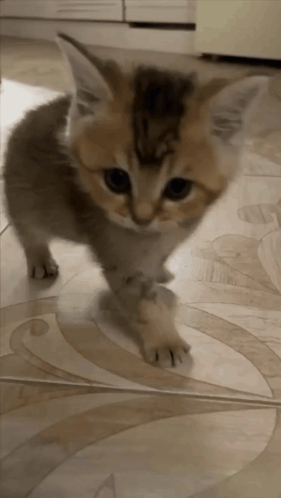 Miloie Miloskovi GIF