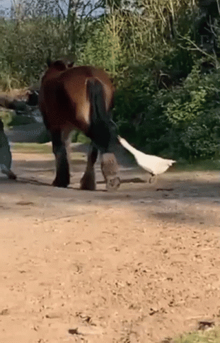 Minajmike1 GIF. This 319 x 498 animated GIF is part of our horse kick collection. Created by MINAJMIKE1. View the original animation, share it, or browse…
