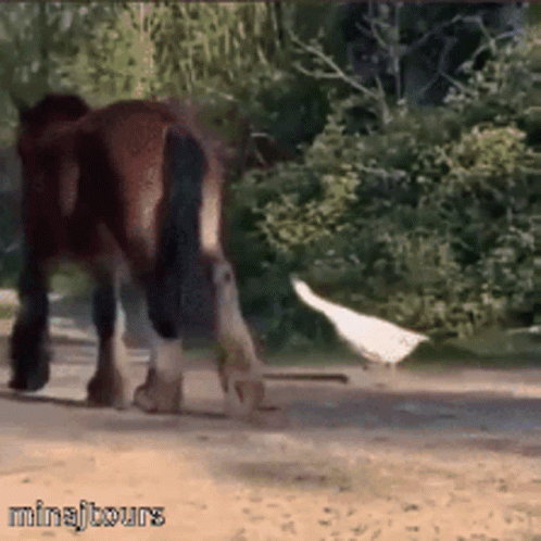 Minajtours Horse GIF. This 498 x 498 animated GIF is part of our horse kick collection. Related themes include duck, horse. Created by gabrieIs. View the…