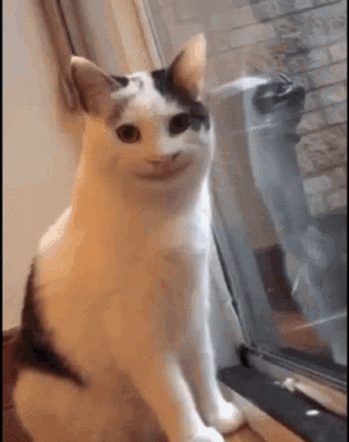 Mink Hajnakis GIF