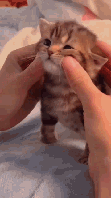 Mishachu GIF