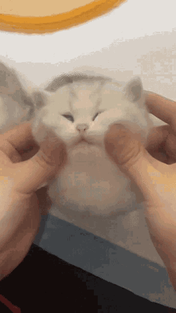 Mishachu Mishasquish GIF