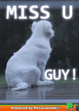 Miss You Miss You So Much GIF
