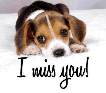 Miss You Puppy GIF. This 350 x 306 animated GIF is part of our miss you collection. Related themes include puppy. Created by yaareyv. View the original…