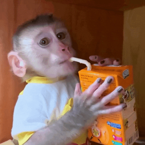 Missmlsery Baby Monkey GIF