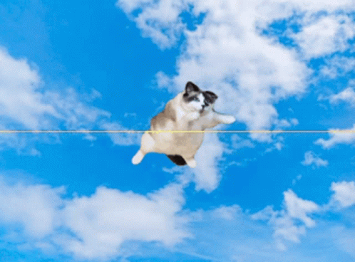 Mitski Cat GIF