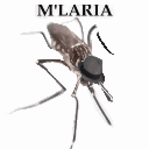 M'Laria My Lady GIF