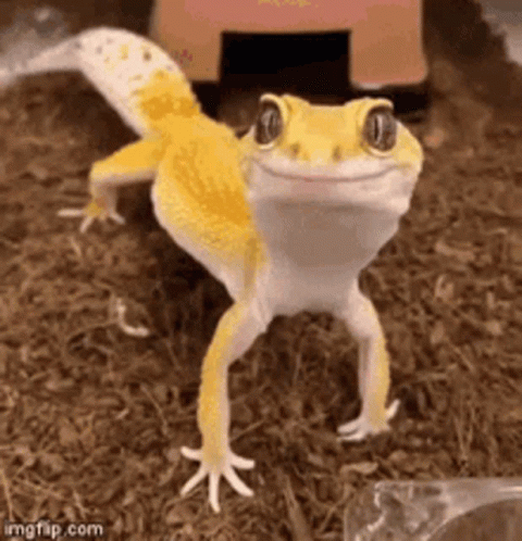 Mlem Lizard GIF. This 480 x 498 animated GIF is part of our easy button collection. Related themes include animal, cute, tongue. Created by melanieannie…