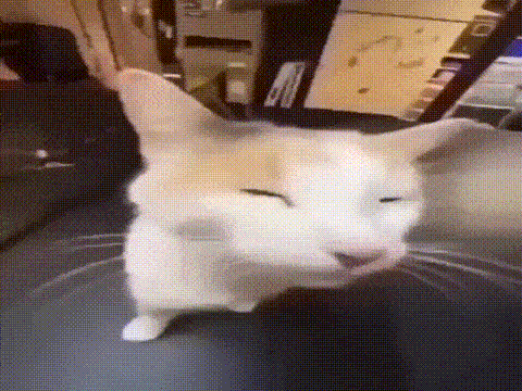 Mlem Meow GIF