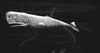 Moby Dick Sperm Whale GIF