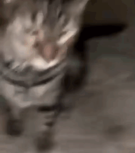 Mocking Cat Bullying Cat GIF