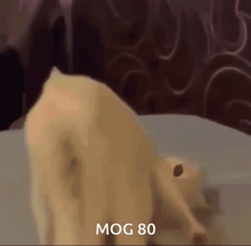 Mog80 Mogambo Khush Hua GIF. This 498 x 488 animated GIF is part of our mogambo khush hua collection. Related themes include cat. Created by Samvert. View…