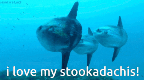 Mola Mola Stookadachi GIF