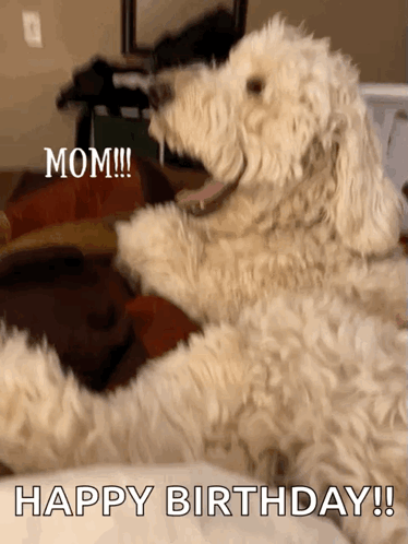 Mom Golden Doodle GIF. This 374 x 498 animated GIF is part of our happy birthday puppy collection. Related themes include cute, happy, puppy. Created by…