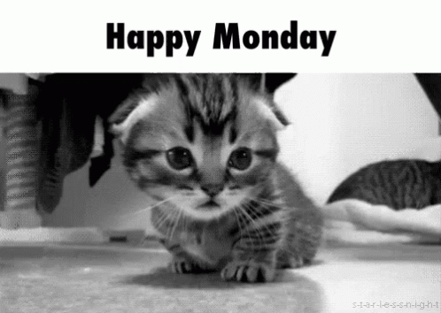 Monday Cats GIF