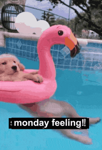 Monday Feeling GIF