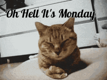 Monday Left Me Broken Cat GIF