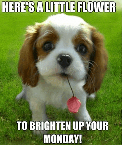 Monday Meme Meme