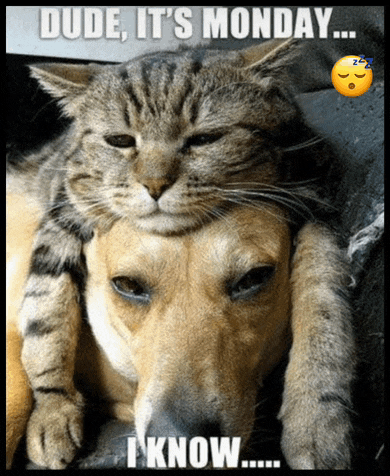 Monday Mondays Meme