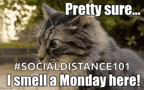 Monday Morning Smell Monday GIF. This 498 x 311 animated GIF is part of our lustige montags collection. Related themes include kitten, monday morning…