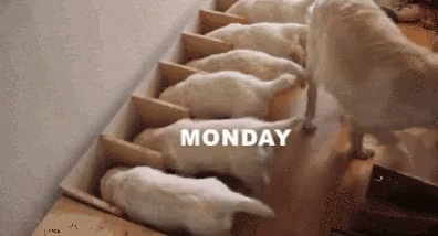 Monday Puppies GIF. This 396 x 214 animated GIF is part of our lustige montags collection. Related themes include cute, funny animals, monday. Created by…