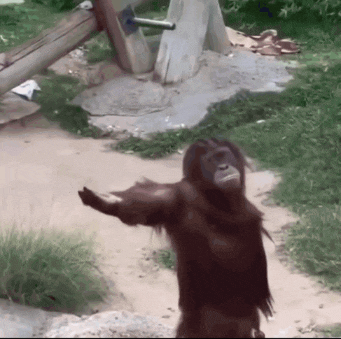 Monke Monkey GIF