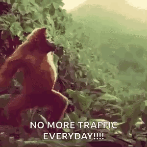 Monkey Ape GIF