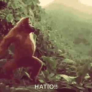 Monkey Ape GIF