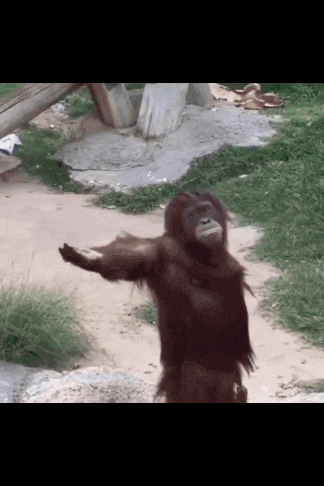 Monkey Asking For Food Chimp GIF