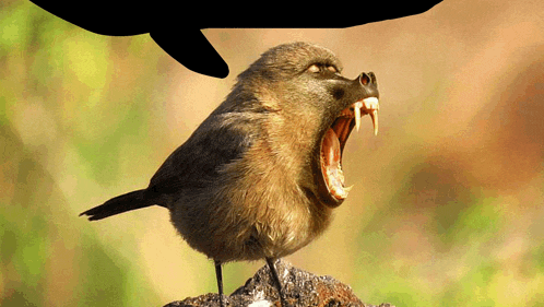 Monkey Bird Epic Meme