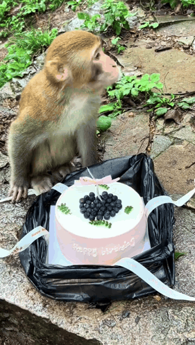 Monkey Birthday Cake GIF