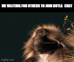 Monkey Butla GIF