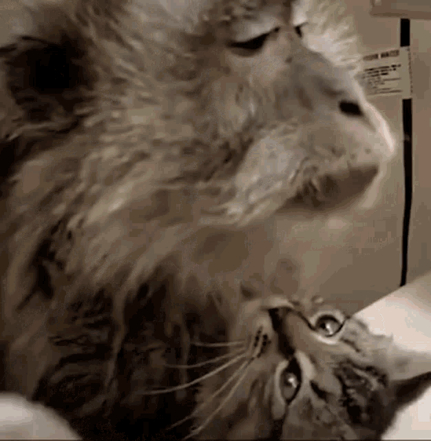 Monkey Cat GIF