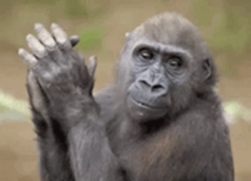 Monkey Clapping GIF