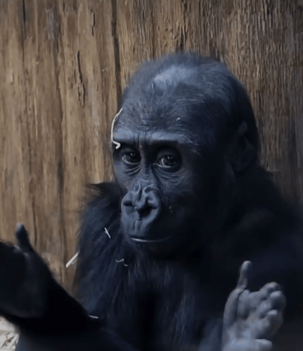 Monkey Clapping Monkey Bored GIF