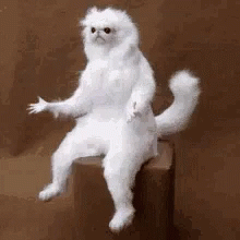 Monkey Confused GIF