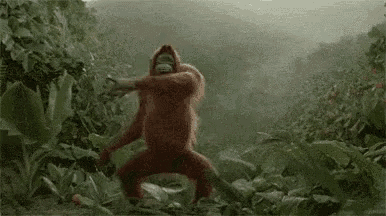 Monkey Dance GIF