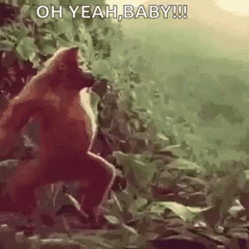 Monkey Dance GIF