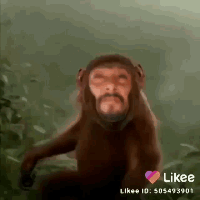 Monkey Dance GIF