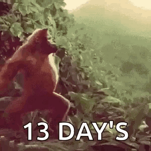 Monkey Dancing Monkey GIF