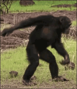 Monkey Dancing GIF