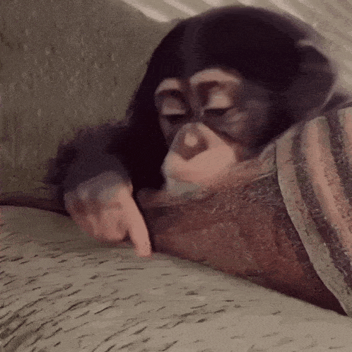 Monkey Daydreaming GIF