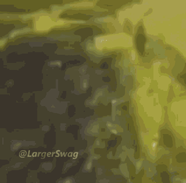 Monkey GIF