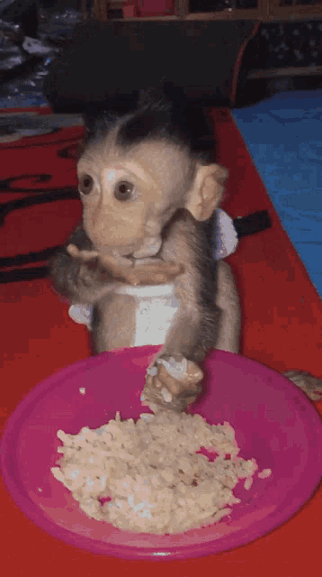 Monkey Eating GIF