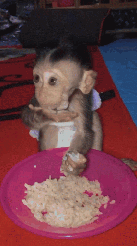Monkey Eating GIF