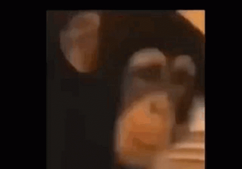 Monkey Flip GIF